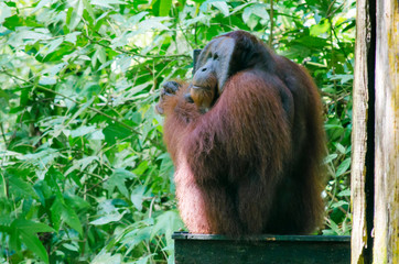 Big male orangutan in Sepilok (Sabah, Borneo, Malaysia) - 308995302