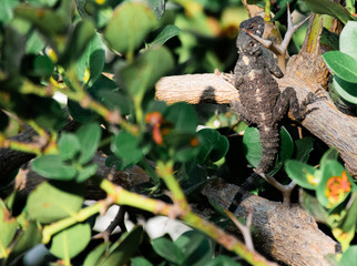 lizard hiding on the tree