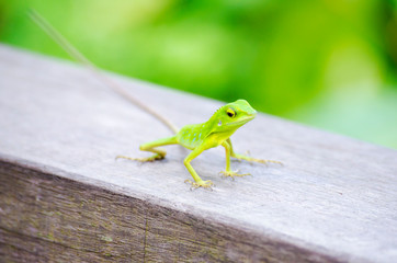 Green Crested Lizard in Sepilok (Sabah, Borneo, Malaysia) - 308995323