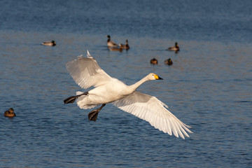 Swan in flight