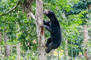 Sun Bear climbing on a tree in Sepilok (Sabah, Borneo, Malaysia) - 308995367