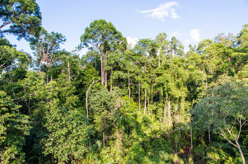 Rainforest in Sepilok (Sabah, Borneo, Malaysia) - 308995393
