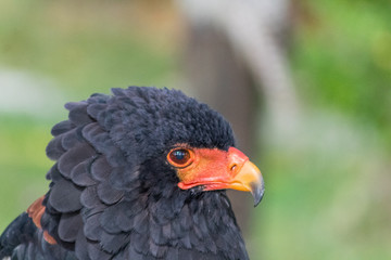 flying eagle resting in its innkeeper
