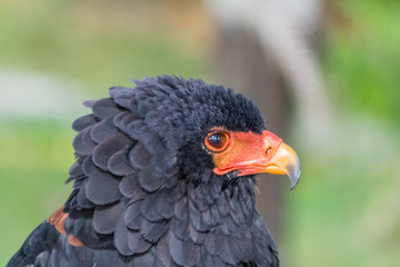 flying eagle resting in its innkeeper