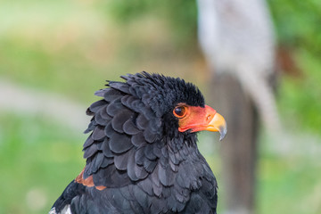flying eagle resting in its innkeeper