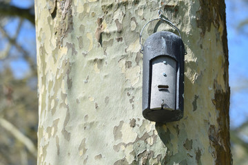 A small bee house is set on a tree trunk in a European city park