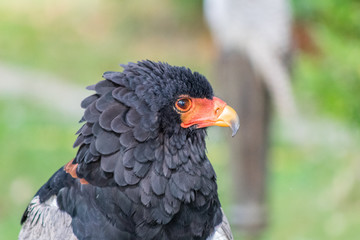 flying eagle resting in its innkeeper