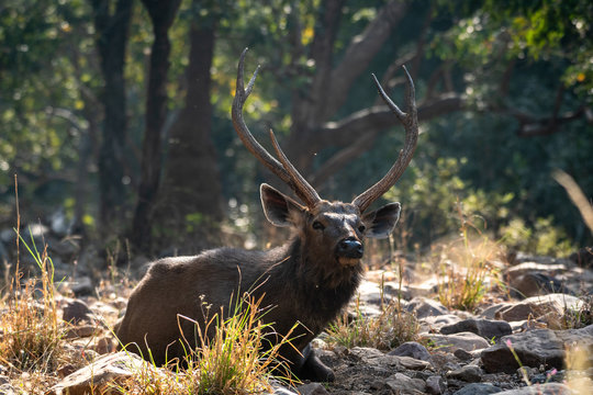 Sambar deer or rusa unicolor close up sitting in winter back light and green background at ranthambore national park, rajasthan, india	