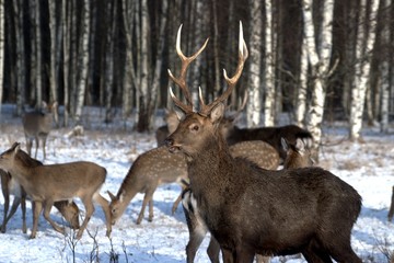 Naklejka na ściany i meble Russia, Yaroslavl region, private hunting grounds, Park of wild animals.