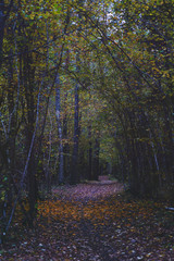 Alley in the dark forest in autumn