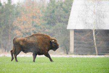 European bison - Bison bonasus in the Knyszyn Forest (Poland) © szczepank