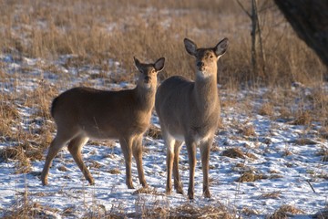 Russia, Yaroslavl region, private hunting grounds, Park of wild animals.