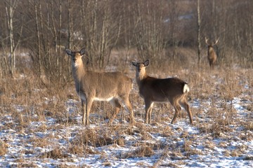Russia, Yaroslavl region, private hunting grounds, Park of wild animals.