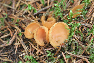Otidea tuomikoskii, known as rabbit ear or split goblet fungus