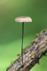 Gymnopus androsaceus, known as Horsehair Parachute, mushrooms from Finland