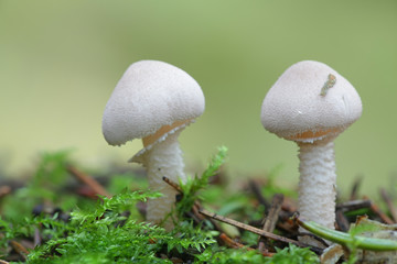 Cystoderma carcharias, known as Pearly Powdercap, mushrooms from Finland © Henri Koskinen