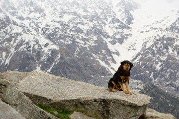 Shepherd dog sitting on a large rock formation and looking at camera. Snow covered mountain range on the background. Triund Hill, Himalaya Mountains, Himachal, Pradesh, India