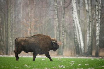 European bison - Bison bonasus in the Knyszyn Forest (Poland) © szczepank