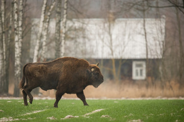 European bison - Bison bonasus in the Knyszyn Forest (Poland) © szczepank