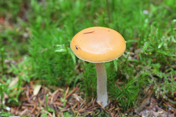Cortinarius vibratilis, orange webcab from Finland