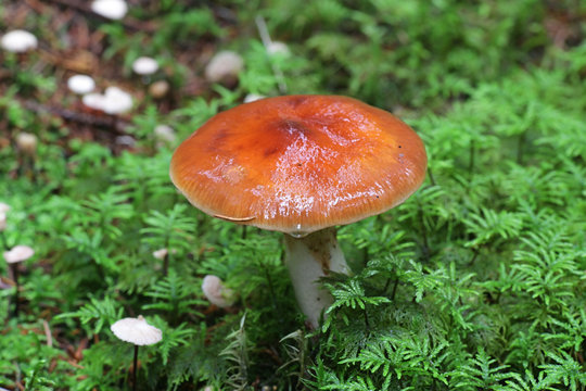 Cortinarius collinitus, known as the Blue-Girdled Webcap, wild cortinar mushroom from Finland
