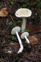 Tricholoma inamoenum, known as the gassy knight, wild mushroom from Finland