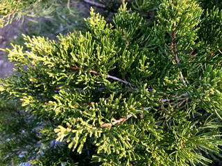 Branches of coniferous plants. nature background. Thuja occidentalis, evergreen coniferous tree, thuya. Сonifer plant for the garden. Yellow-green juniper