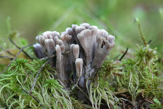 Thelephora palmata, known as the stinking earthfan or the fetid false coral, wild fungus from Finland