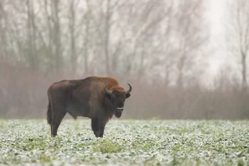Fototapeten European bison - Bison bonasus in the Knyszyn Forest (Poland) © szczepank