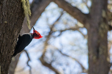 Carpintero Gigante en la Montaña