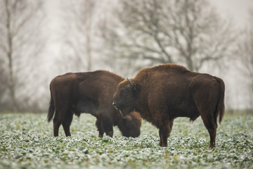 European bison - Bison bonasus in the Knyszyn Forest (Poland) © szczepank