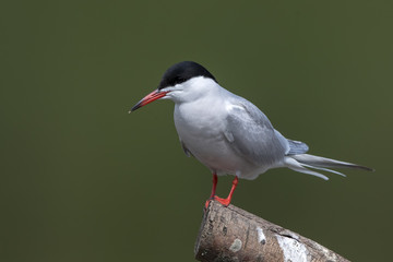 Common Tern Perched