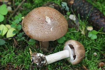 Agaricus silvaticus (or Agaricus sylvaticus), known as the scaly wood mushroom, blushing wood mushroom, or pinewood mushroom, delicious wild fungus from Finland