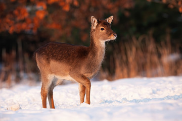 Obraz premium Fallow deer, dama dama, fawn walking through snow on a meadow in winter sunlight. Young wild animal in freezing cold during golden hour. Cute mammal going.