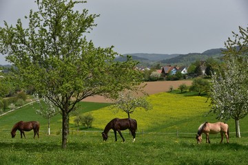 Black Forest three horses grazing between flowering trees near the village Freiamt