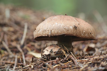 Agaricus silvaticus (Agaricus sylvaticus), known as the scaly wood mushroom, blushing wood mushroom, or pinewood mushroom