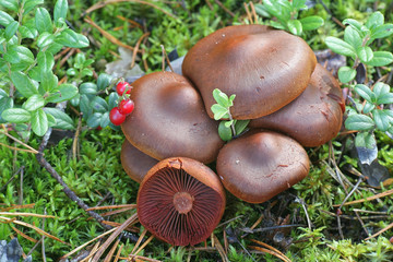 Cortinarius semisanguineus, known as surprise webcap or red-gilled webcap, wild fungus from Finland