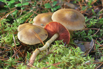 Cortinarius semisanguineus, known as surprise webcap or red-gilled webcap, wild mushrooms from Finland
