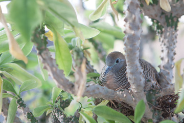  Nest of bird in nature .Geopelia striata , java dove with copy space