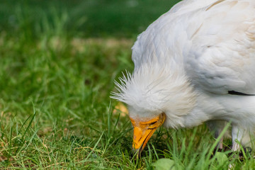 vulture resting in his innkeeper