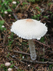 Lepiota clypeolaria, known as the shield dapperling or the shaggy-stalked Lepiota, toxic mushrooms from Finland