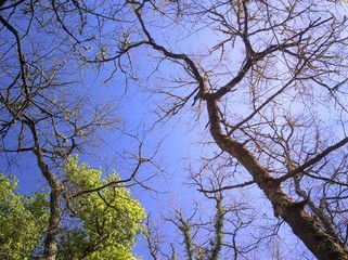 Himmel mit Bäumen