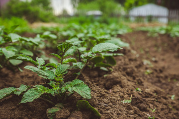 Potato plants on the field. Selective focus.