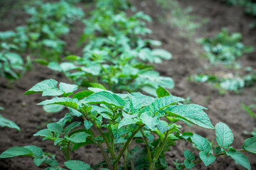Potato plants on the field. Selective focus.
