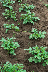 Potato plants on the field. Selective focus.