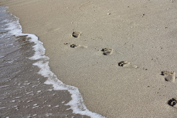 Sandspur II
