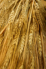 小麦の写真です。