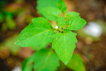 Green color leaf on tree branch 