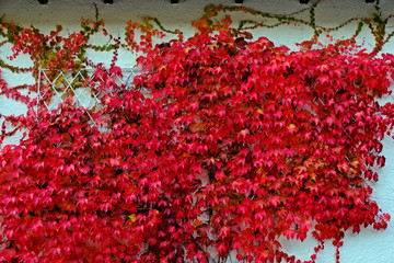 Red ivy leaves in Fall or Autumn on white concrete wall as background.