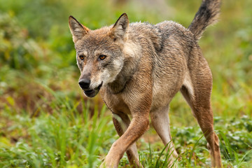 An attentive grey wolf, canis lupus, exploring its territory and looking to the distance. A walking canine predator hunting and trying to find some prey in the mountain environment.